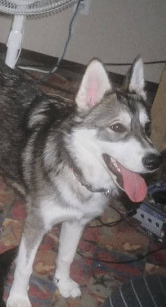 missinghusky.jpg